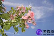 辛亥日与己亥日配吗 辛亥日柱与己亥日柱是否适合