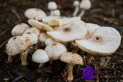 癸亥日与辛亥日配吗 癸亥日柱与辛亥日柱是否适合