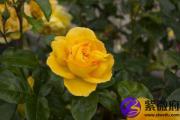 丙申日生于辰时 丙申日辰时生命运好吗