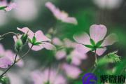壬寅日与己亥日配吗 壬寅日柱与己亥日柱是否适合