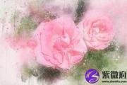 壬午日与乙卯日配吗 壬午日柱与乙卯日柱是否适合