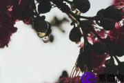 庚午日与乙未日配吗 庚午日柱与乙未日柱是否适合