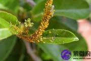 丁巳日与甲午日配吗 丁巳日柱与甲午日柱是否适合