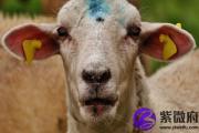 己酉日哪个时辰生好？详解己酉日出生时辰
