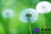 戊戌日生于午月解析 戊戌日生于午月命运好吗