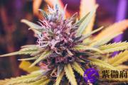 庚寅日与戊辰日配吗 庚寅日柱与戊辰日柱是否适合