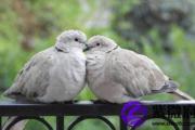 从属相方面看婚姻合不合