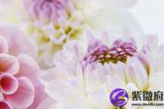 丁未日与庚戌日配吗 丁未日柱与庚戌日柱是否适合