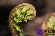 庚戌日与甲午日配吗 庚戌日柱与甲午日柱是否适合