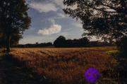 乙未日与甲申日配吗 乙未日柱与甲申日柱是否适合