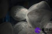 己巳日与庚戌日配吗 己巳日柱与庚戌日柱是否适合