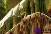 甲午日与癸亥日配吗 甲午日柱与癸亥日柱是否适合