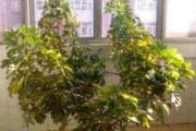 植物疯长对风水的影响