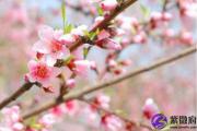 旺桃花运的风水布局