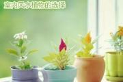 室内风水植物的选择
