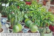 元宝树放在哪里可以提升财运