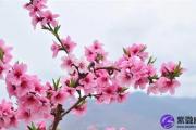如何用紫微斗数算出自己的另一半