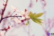 紫微斗数帮你三月招桃花运