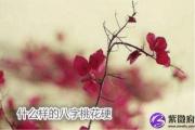 重庆八字预测：什么样的八字桃花硬