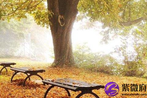 给宠物取什么样的名字好 给小宠物取名