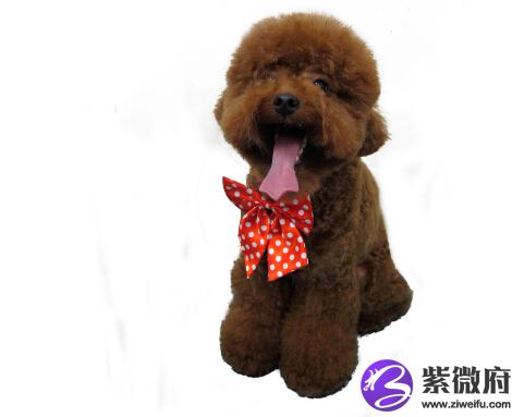 泰迪狗起什么名字