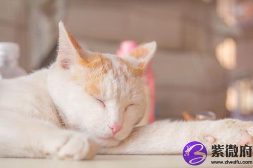 农历2002年正月初七星座