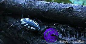 林泉是什么星座