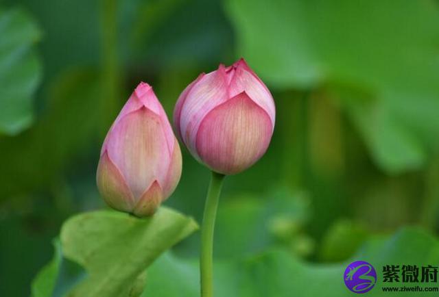 1987农历6月15日是什么星座的简单介绍