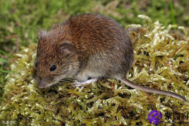 1972年12月10日农历什么星座