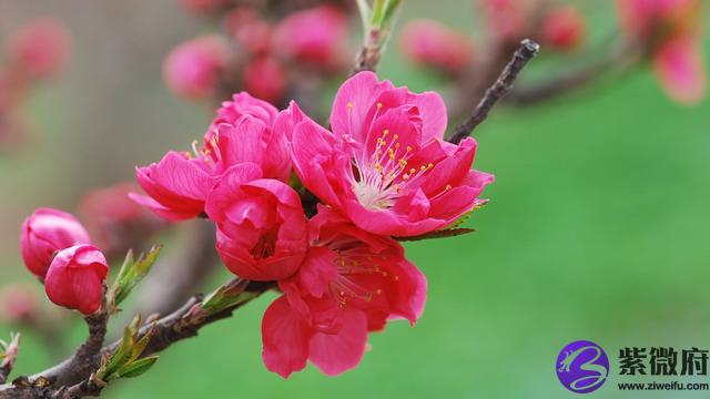 1998年农历五月是什么星座