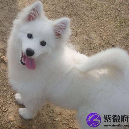 水瓶座的狗狗代表