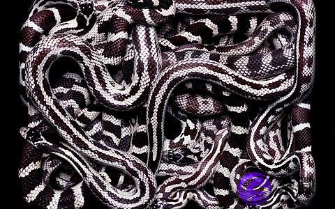 梦见黑白花蛇什么意思