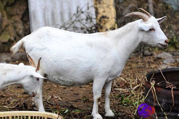 1991年属羊是什么命