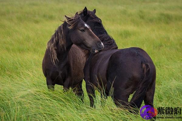 属牛和属马结婚案例牛马结婚好不好