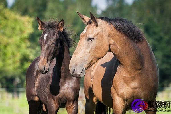 马和鼠相冲怎样化解有什么方法