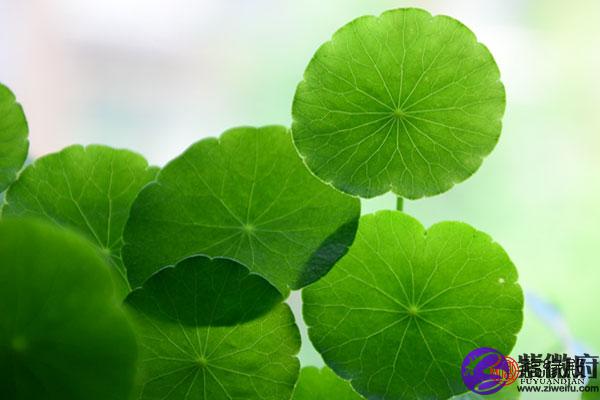 属蛇用什么微信头像好适合属蛇人的头像
