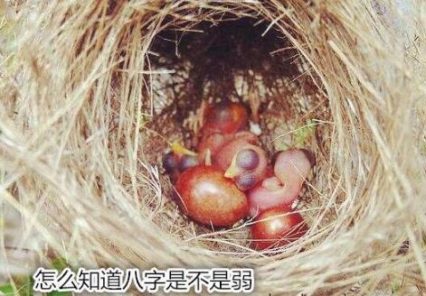 怎么知道生辰是不是弱