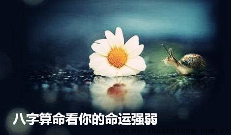 生辰测算看你的命运强弱