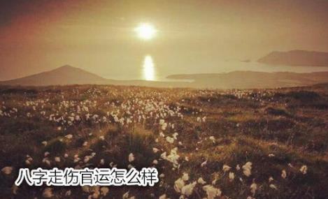 生辰走伤官运怎么样