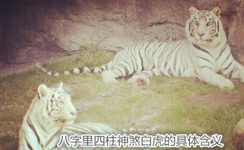 生辰里四柱神煞白虎的具体含义