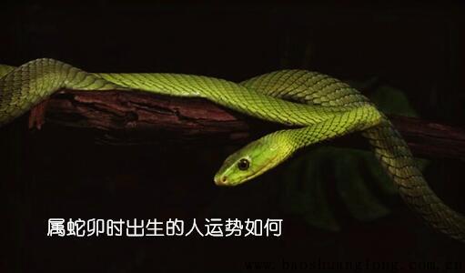 属蛇卯时出生的人运势如何