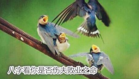 生辰看你是否伤夫败业之命