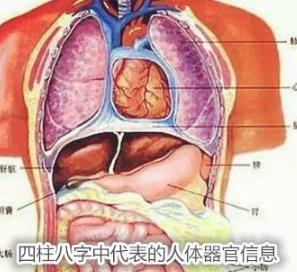生辰中代表的人体器官信息