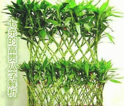 七杀的富贵生辰解析