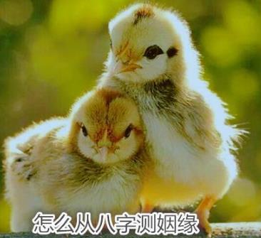怎么从生辰测姻缘