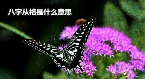 生辰从格是什么意思