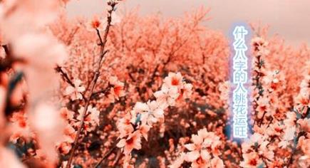 什么生辰的人桃花运旺