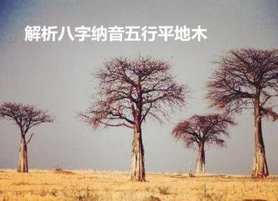 解析生辰纳音五行平地木