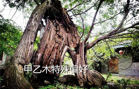 天干甲乙木的特殊偏好