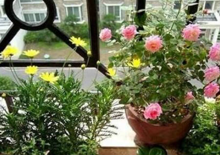 居家养花风水禁忌